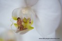 098-18012013 Orchidee 2 WM